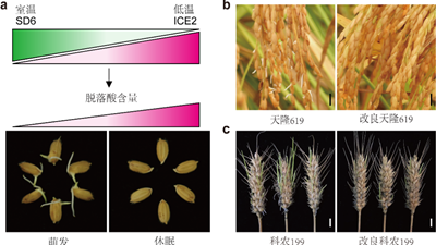 我國科學家找到調控水稻、小麥穗發芽的“開關”