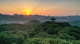 國際森林日丨提升生態碳匯能力，植樹造林怎么干？