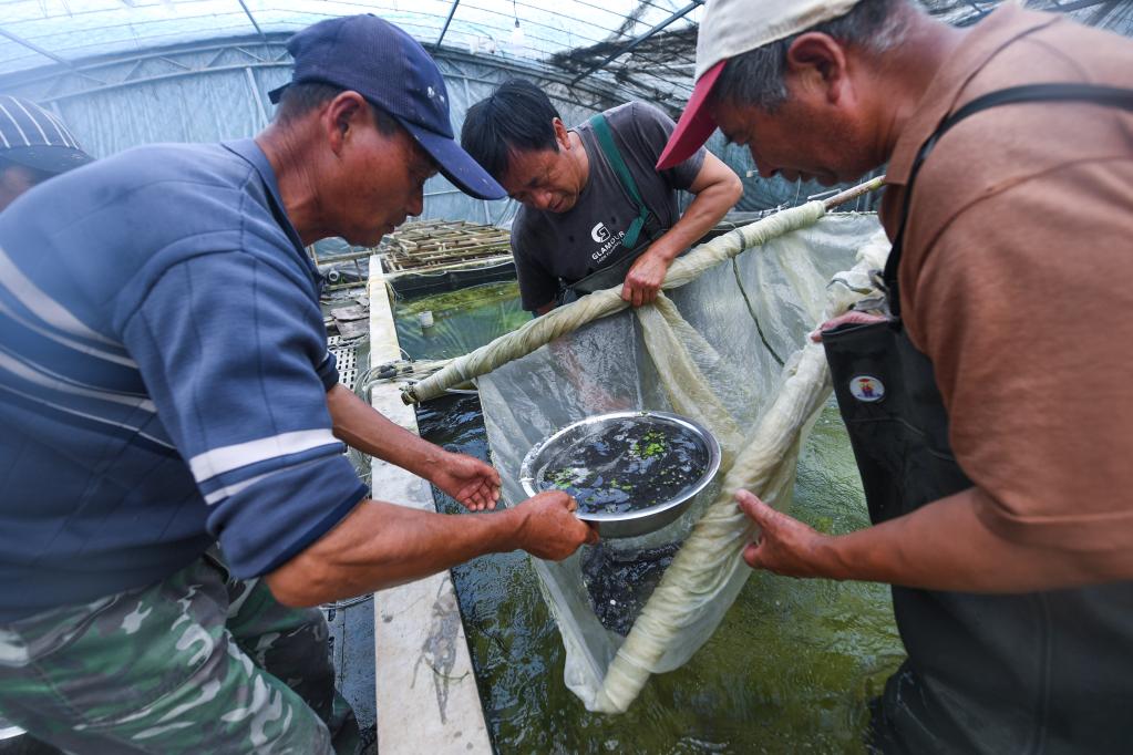 浙江湖州：水產養(yǎng)殖育苗忙