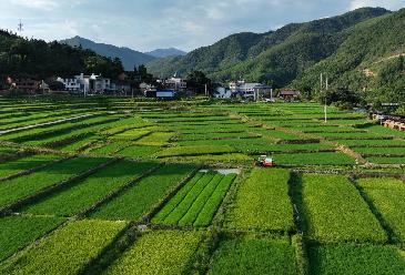 新華全媒+｜大地“調(diào)色盤(pán)” 稻田夏收忙