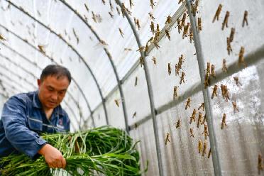 新華全媒+｜黔東南：特色產業賦能鄉村振興