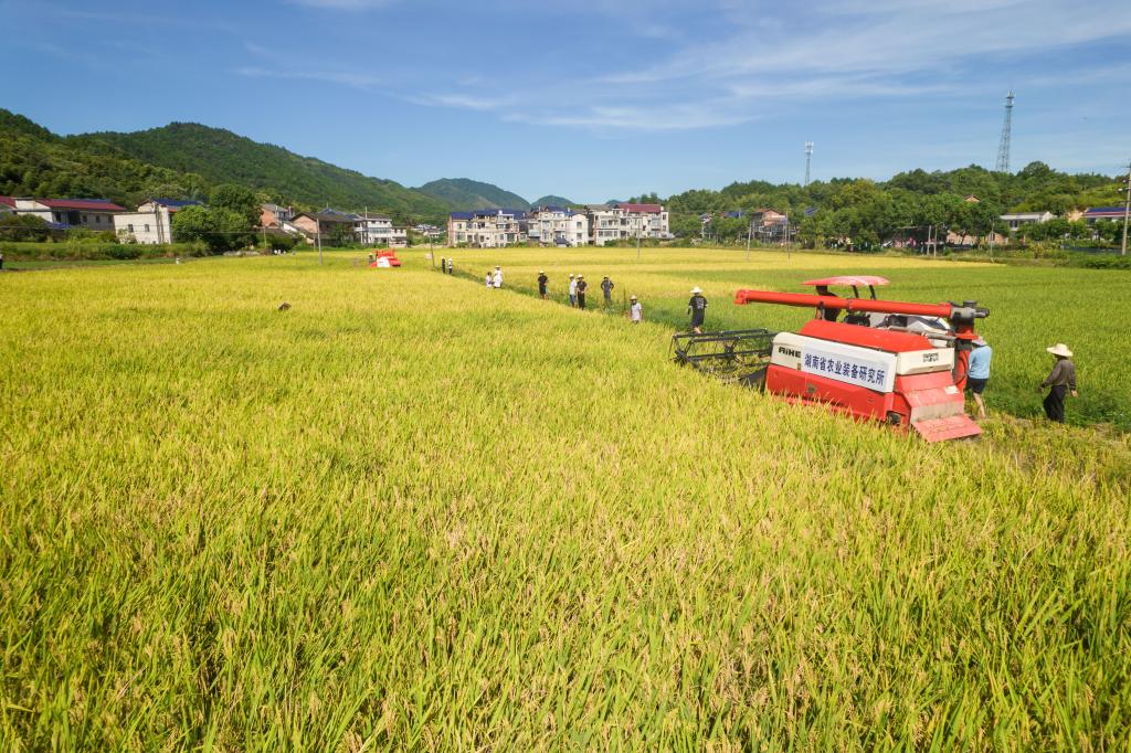 湖南寧鄉：“一季雜交稻+再生稻”生產模式頭季稻測產驗收