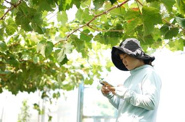 葡萄種植能手王娟：返鄉創業 大有可為