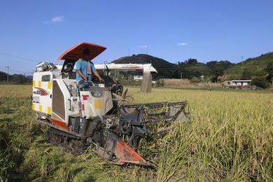 四川高縣：戰高溫秋收忙