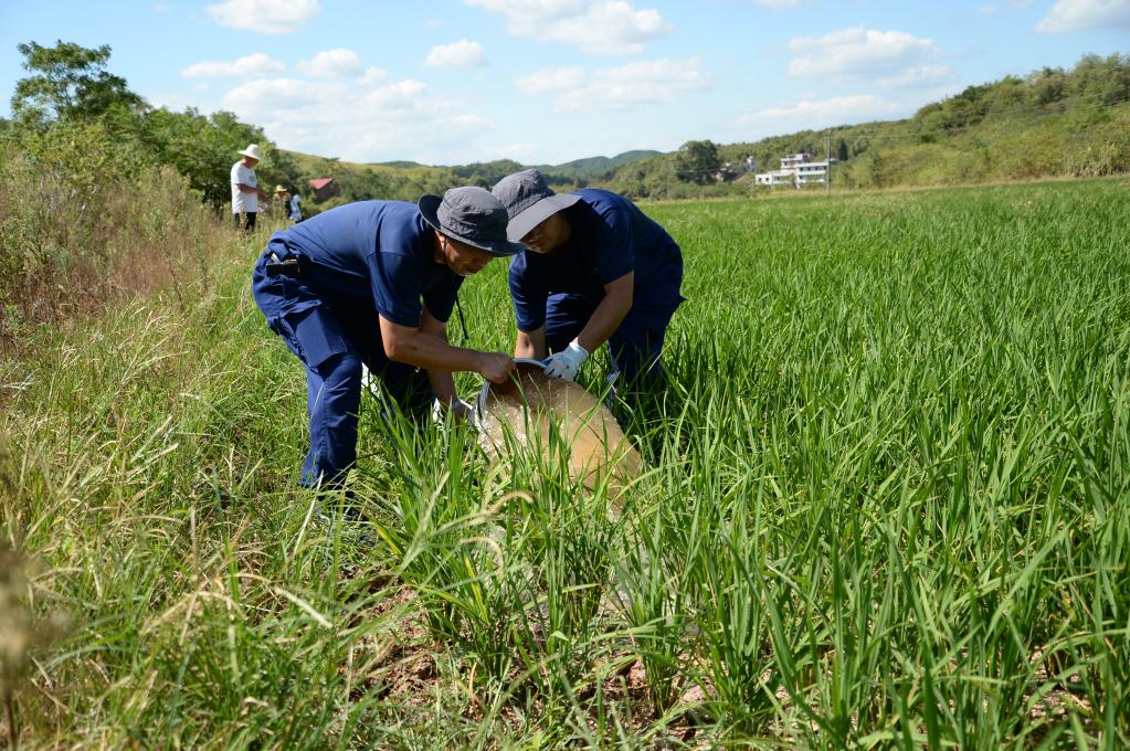 烈日下，為干旱的稻田送來灌溉用水——湖南衡陽抽水保灌一線見聞