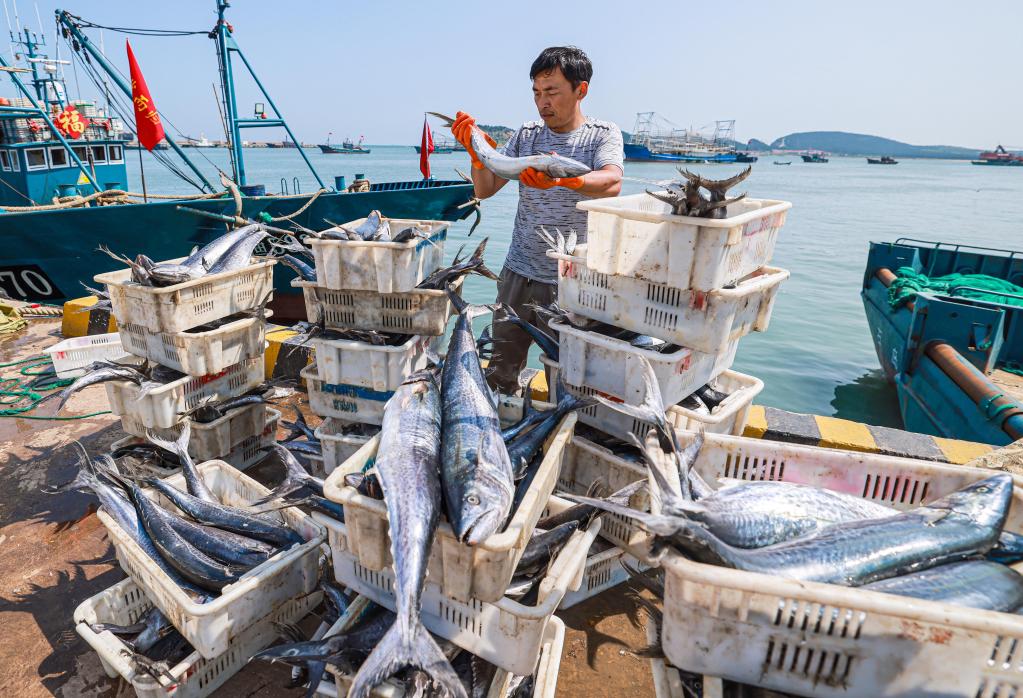 山東榮成：秋捕歸來魚滿艙