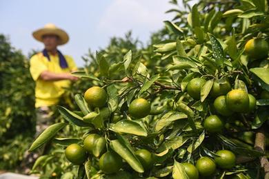 山鄉特早橘上市 特色產業助共富