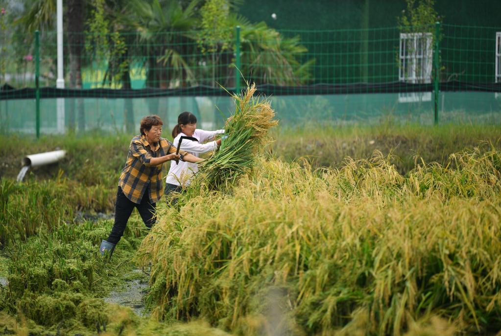 新華全媒+｜陜西漢中：稻漁綜合種養助力穩糧增收