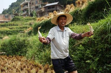 大苗山迎來豐收季