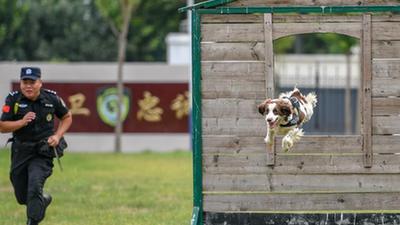 警犬“汪汪隊”：搬新家 訓練忙