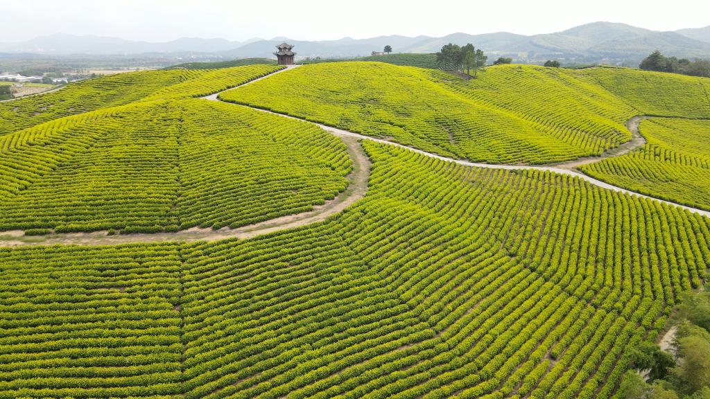 秋日茶園風(fēng)光美