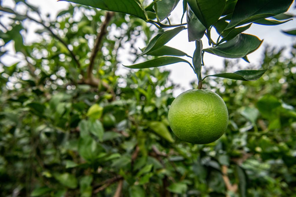 新華全媒+丨重慶：綠色循環農業助農增產又增收