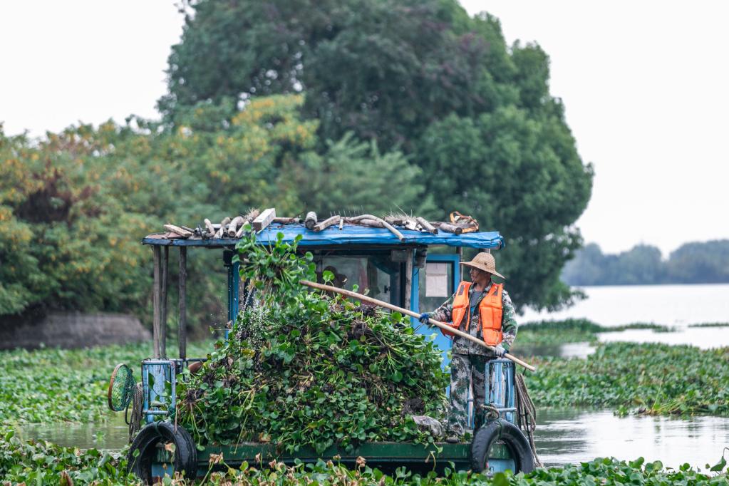 浙江湖州：清理入侵水生植物 保護鄉村水生態環境