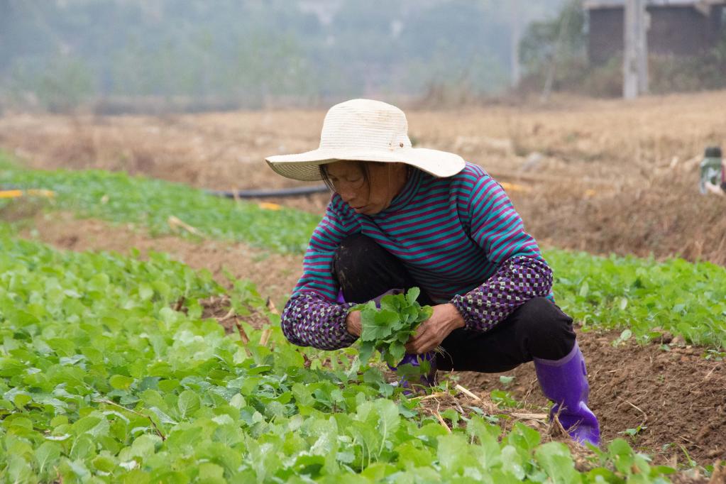 湖南湘潭：搶抓農(nóng)時(shí)栽種油菜苗