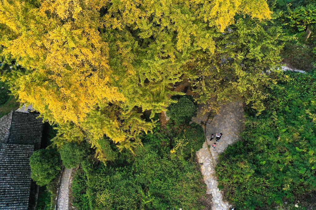 貴陽(yáng)：古銀杏“換裝”扮靚美麗鄉(xiāng)村