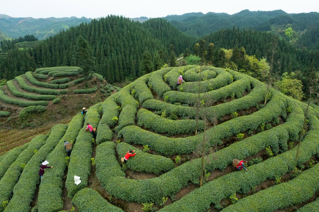 新華全媒+丨一片匠心在“雅茶”