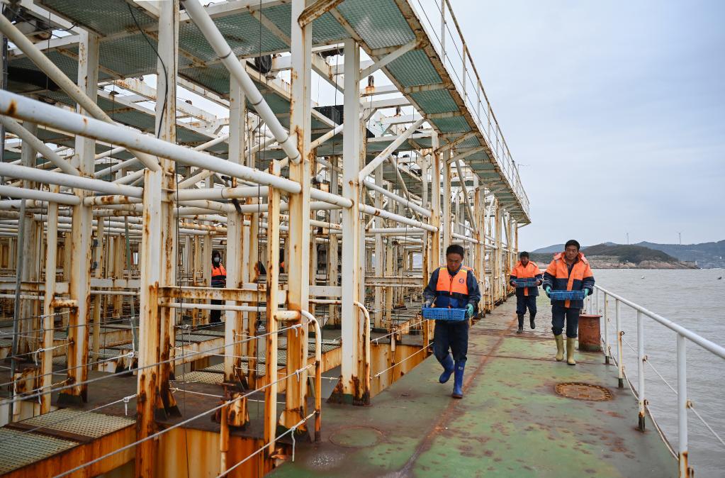 福建連江：探索鮑魚深遠海養殖模式