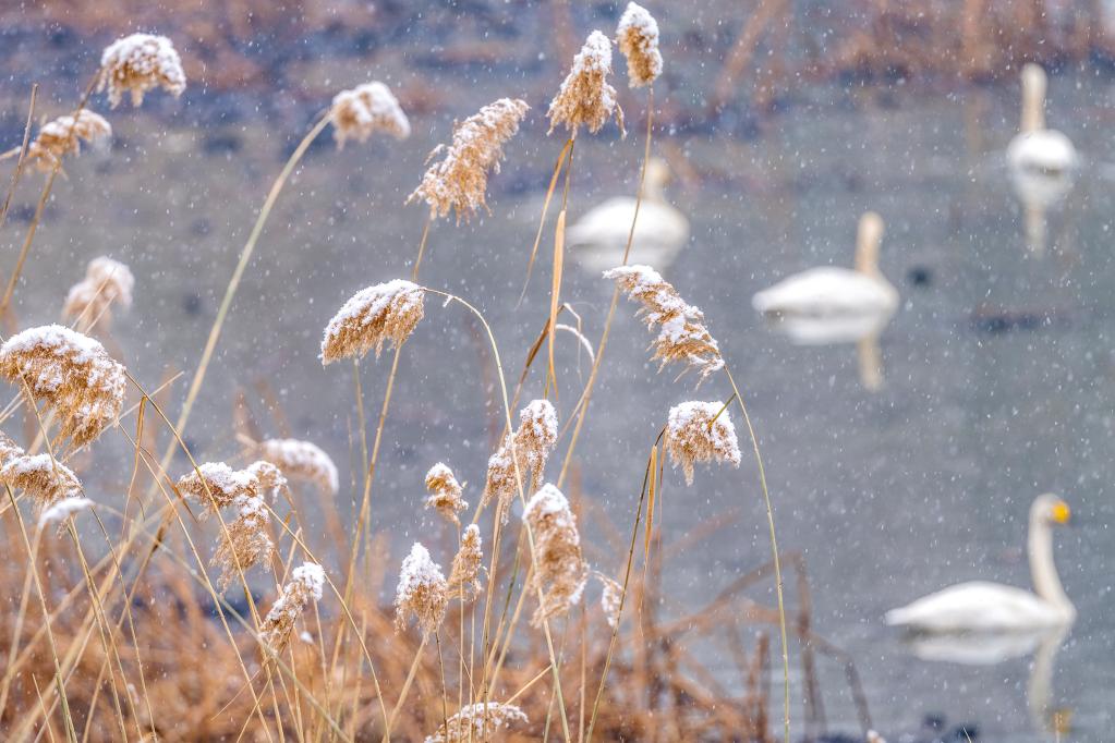 河南三門峽：雪后天鵝湖