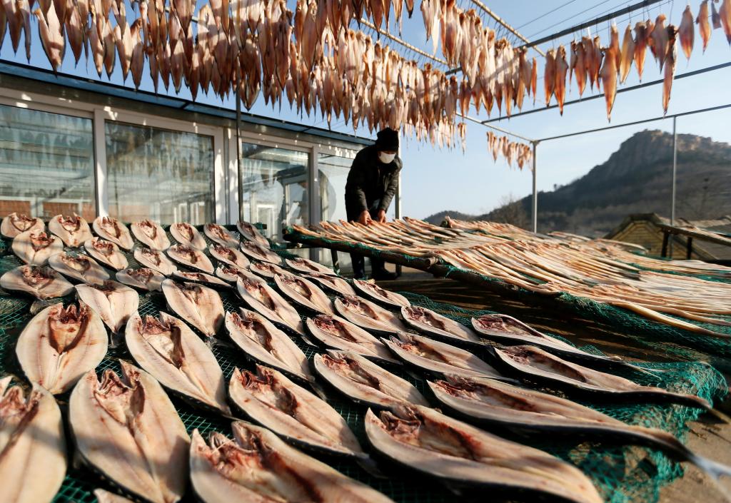 山東即墨：曬魚忙