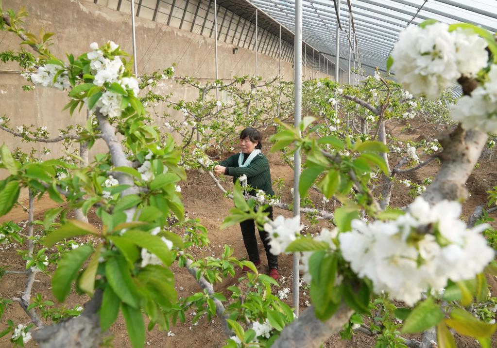 河北秦皇島：櫻桃樹花芬芳 農(nóng)民管護忙