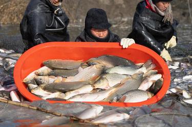 河北唐山：破冰捕魚供市場(chǎng)