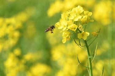 油菜花開迎春來(lái)