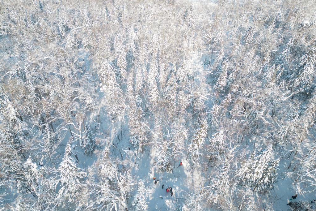 走進牡丹江“冰雪畫廊”