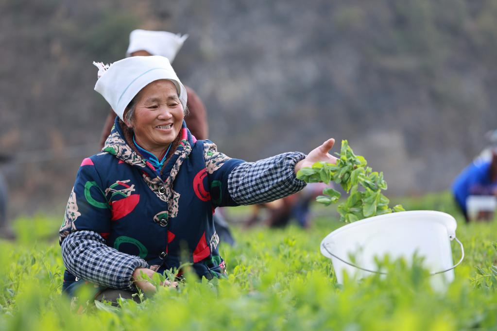 小小豌豆尖助力鄉(xiāng)村振興