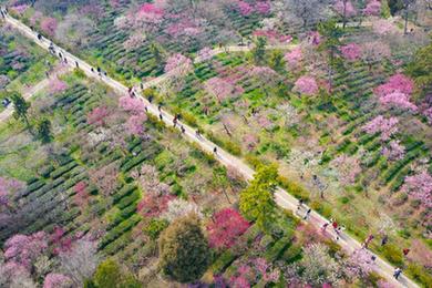 花開(kāi)春意濃