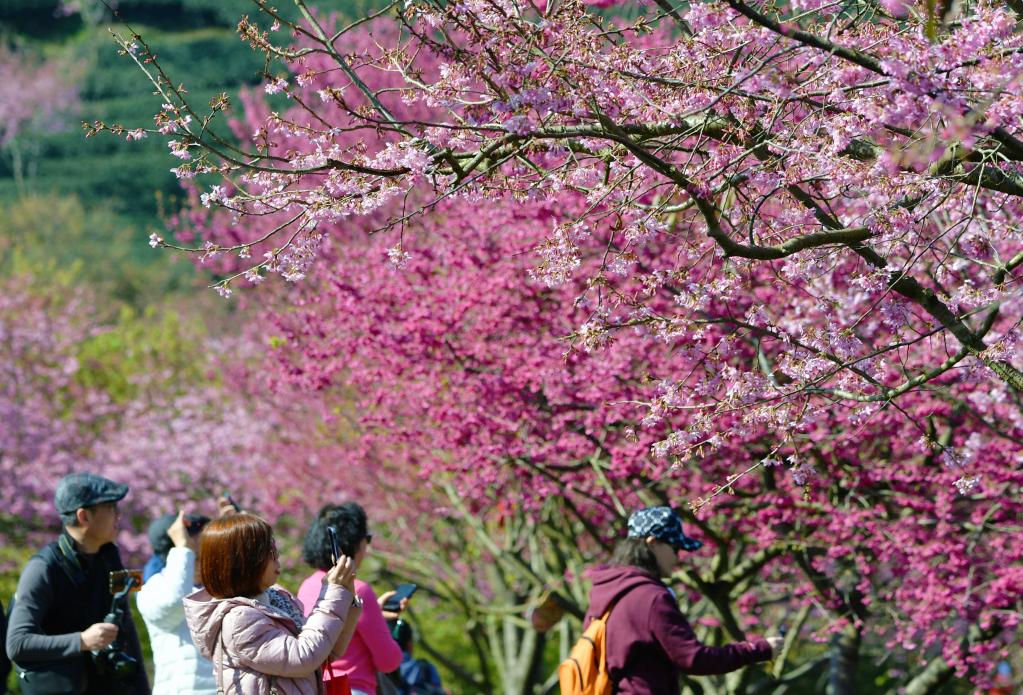 福建漳平：萬(wàn)畝茶園櫻花開(kāi)