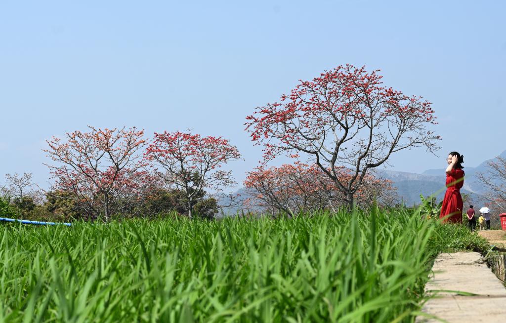 海南昌江：木棉花開(kāi)引客來(lái)