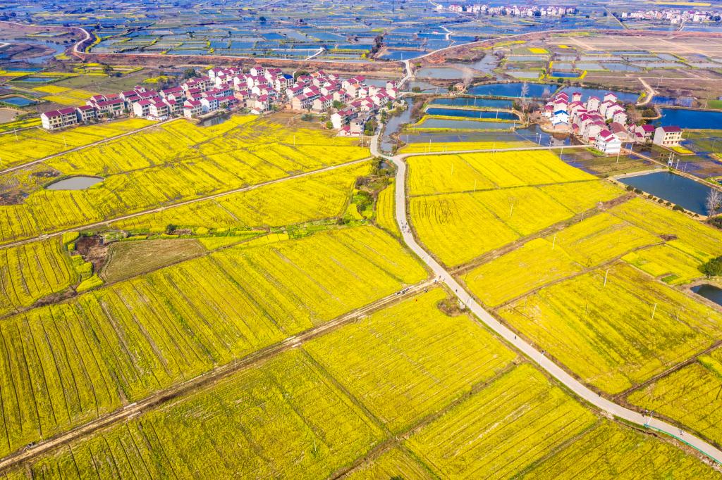 江西樟樹(shù)：油菜花開(kāi)春意濃