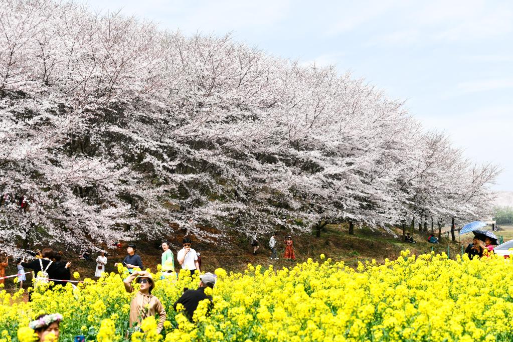 貴州：萬畝櫻花 春日綻放