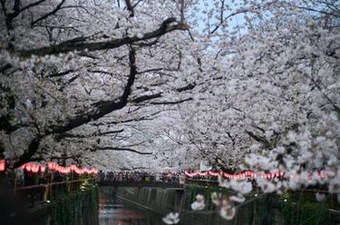 東京：櫻花盛放