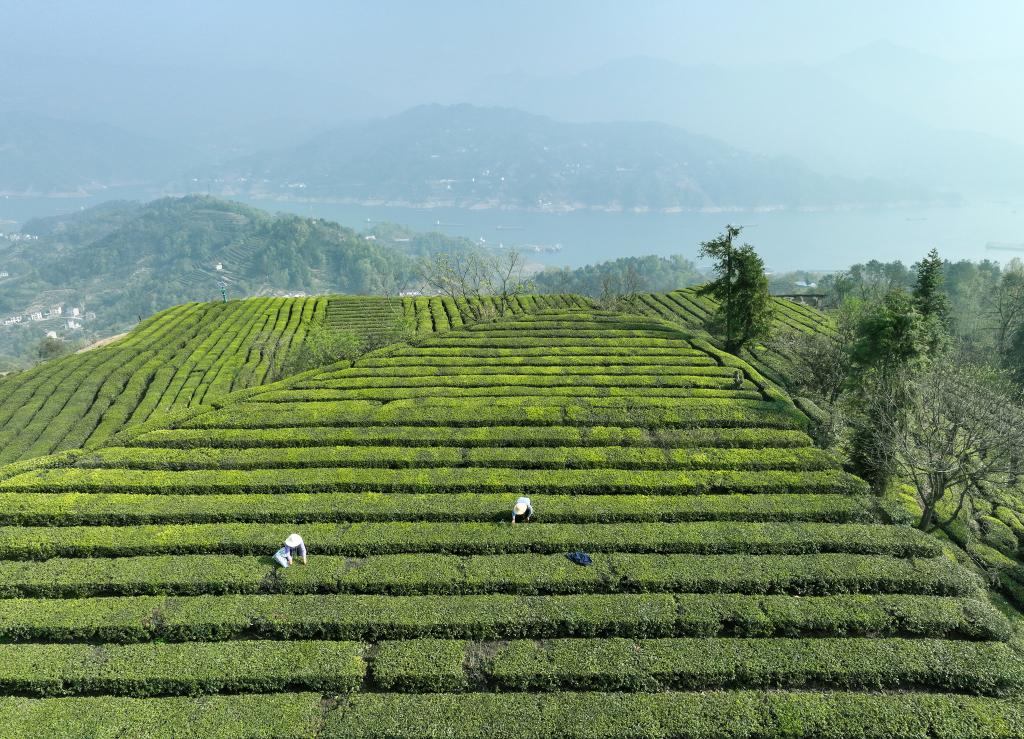 三峽庫(kù)區(qū)“明前茶”采摘忙