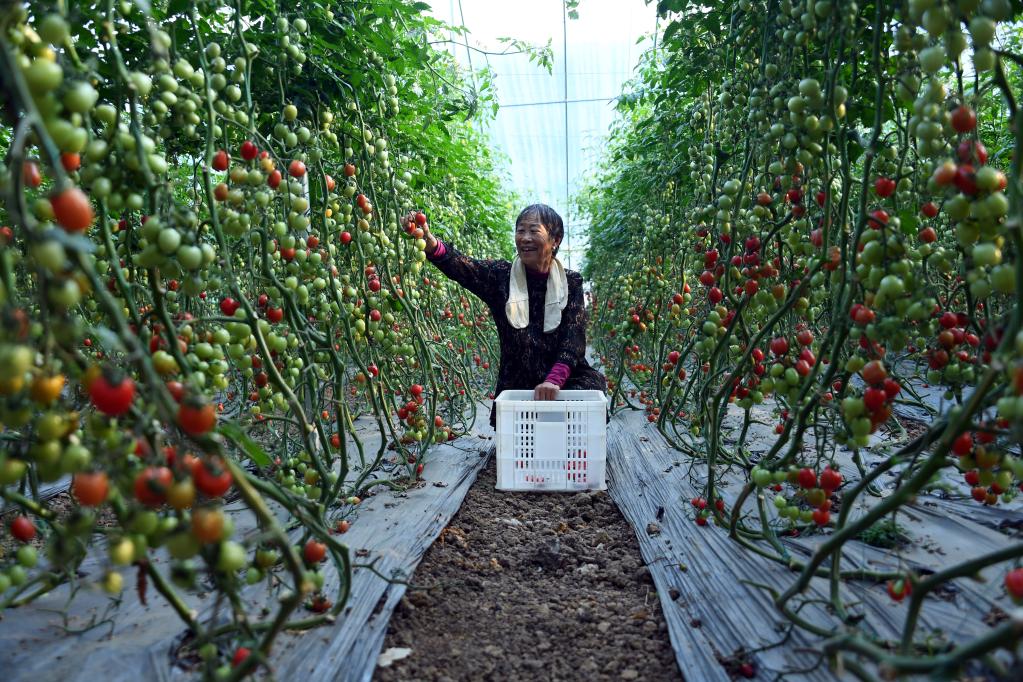 山東臺兒莊：按揭農業助農增收