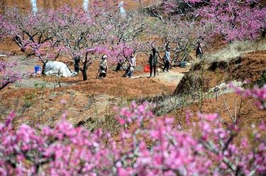 山東臺兒莊：春來桃花美