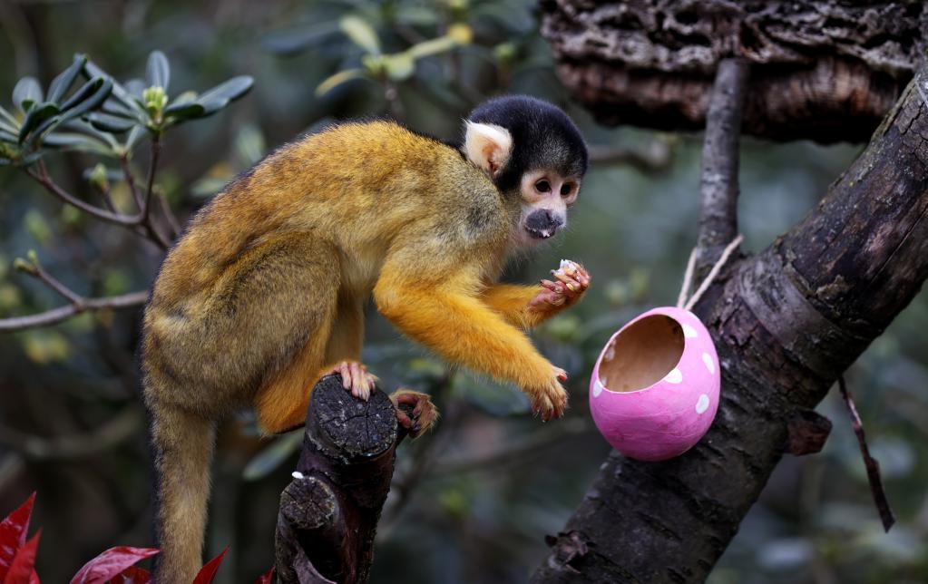 動物園內的“彩蛋大餐”