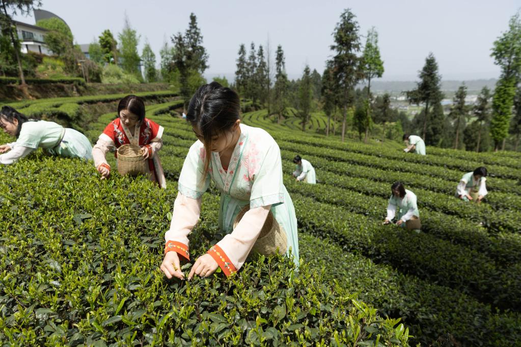 生態茶園茶飄香