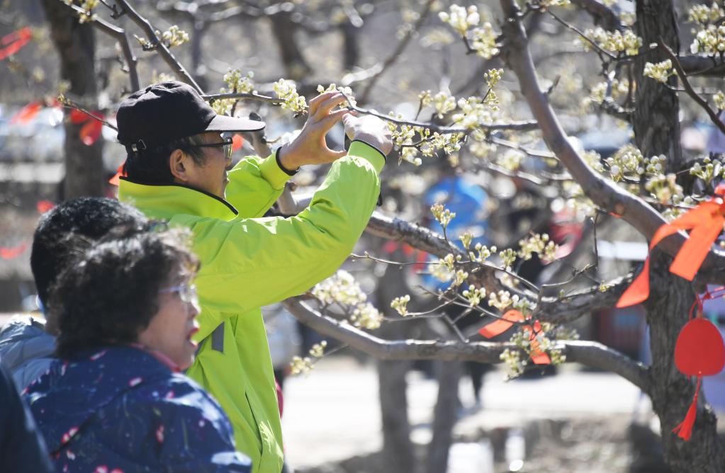 北京平谷：梨花綻放迎客來