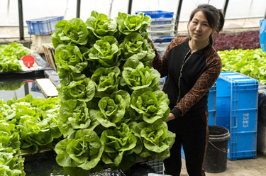 河北永清：發(fā)展綠色蔬菜種植 保障京津“菜籃子”供應(yīng)