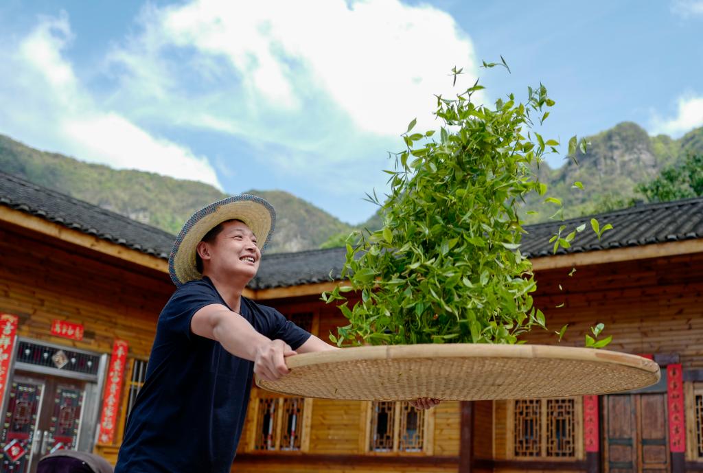 南川古樹(shù)茶飄香 致富“金葉”采制忙