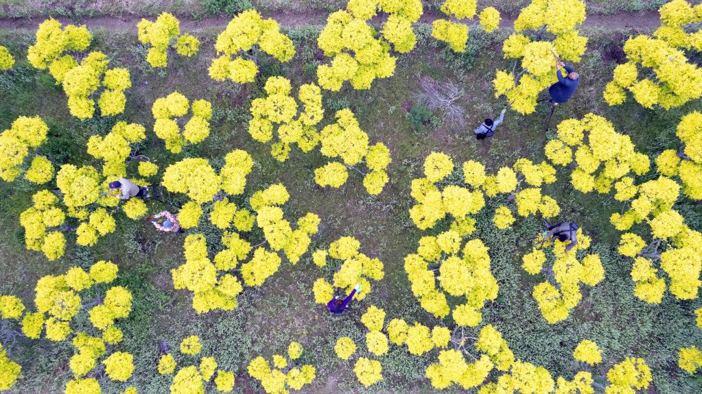 河北辛集：多彩苗木產業助農增收