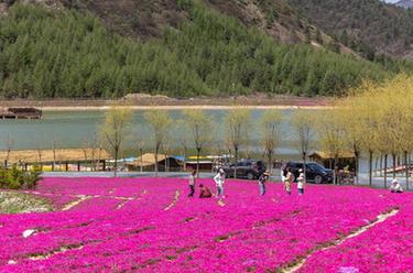 重慶巫溪：山花爛漫映紅池