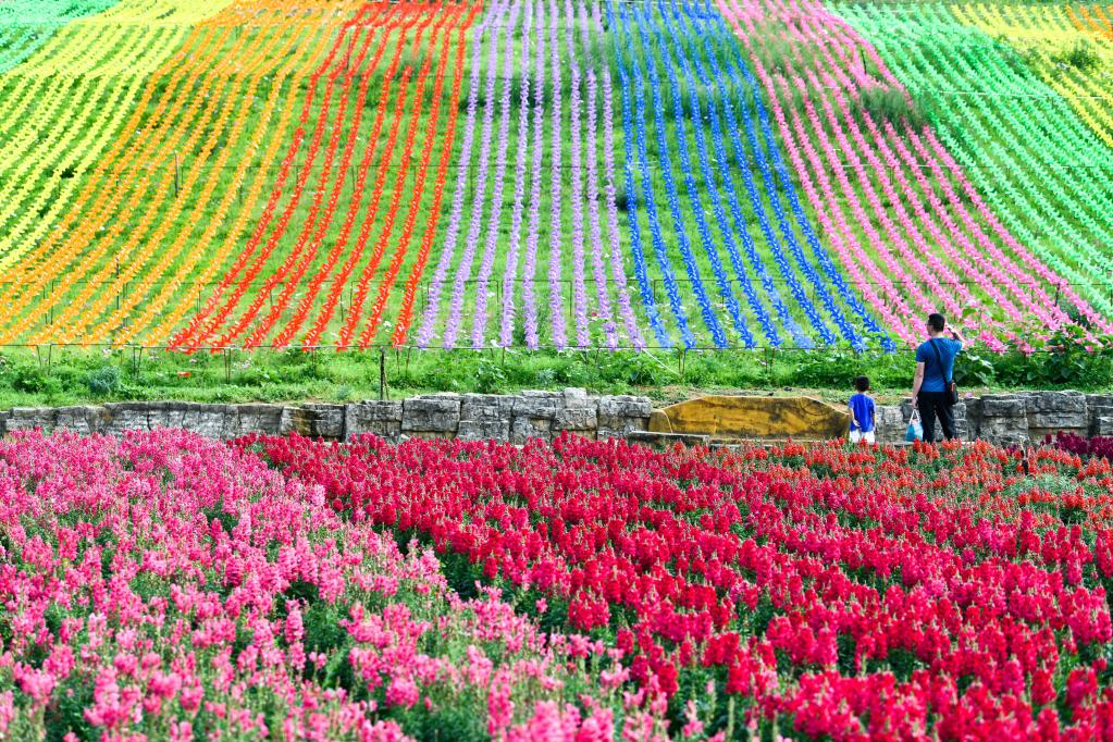 貴州麻江：以花為“媒”激活鄉村旅游