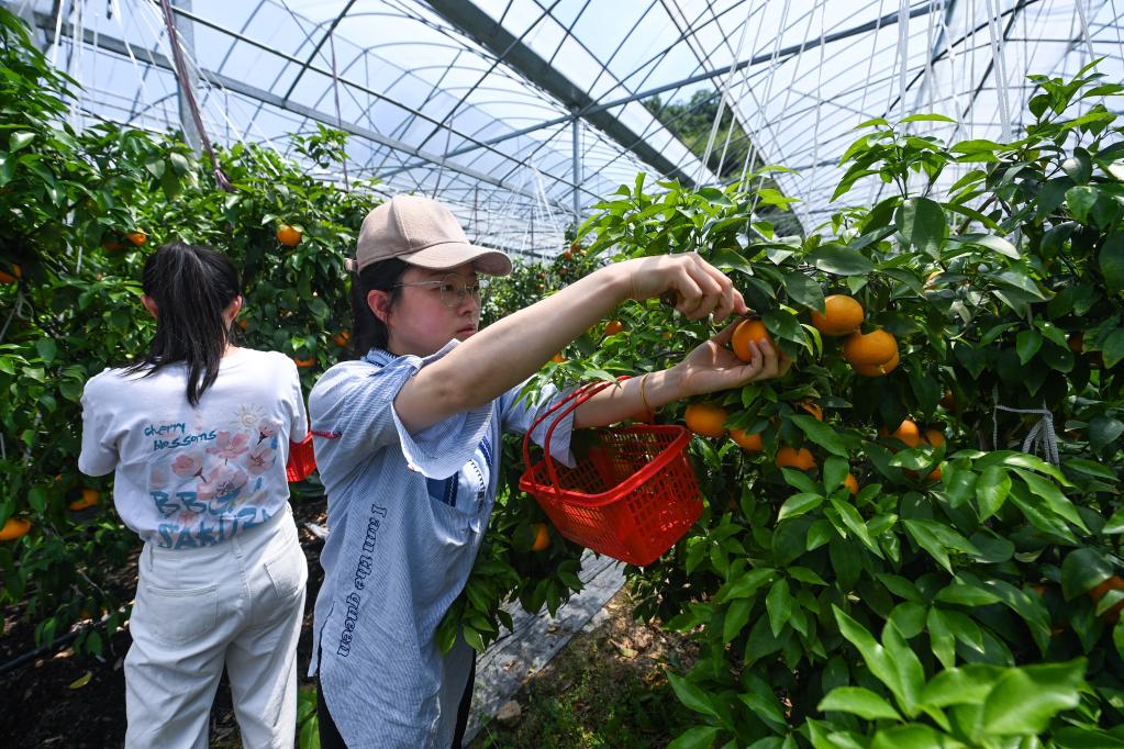 錯峰柑橘初夏上市 科技興農助力共富