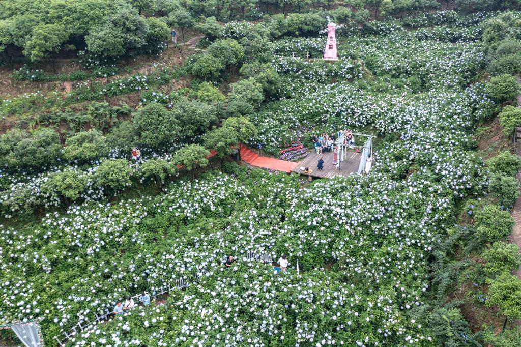 重慶巴南：繡球花開迎客來(lái)