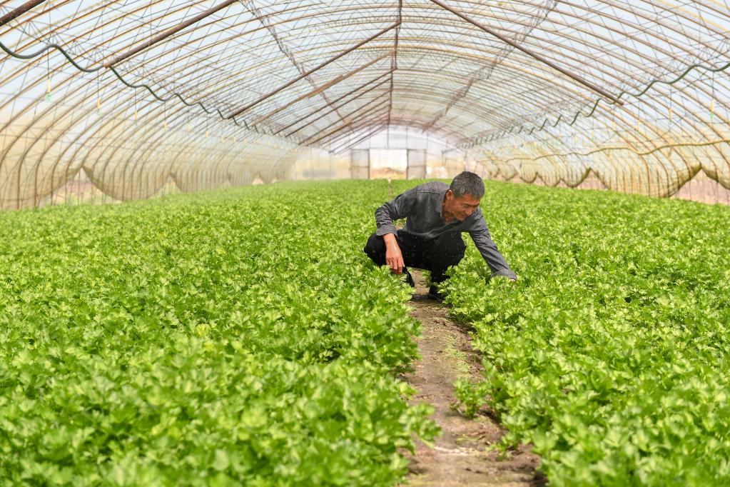 長春：特色種植拓寬致富路