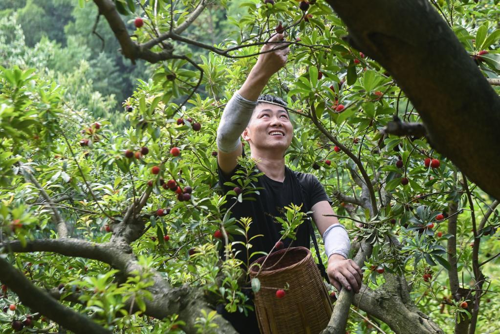 “中國楊梅之鄉”迎來增產豐收季