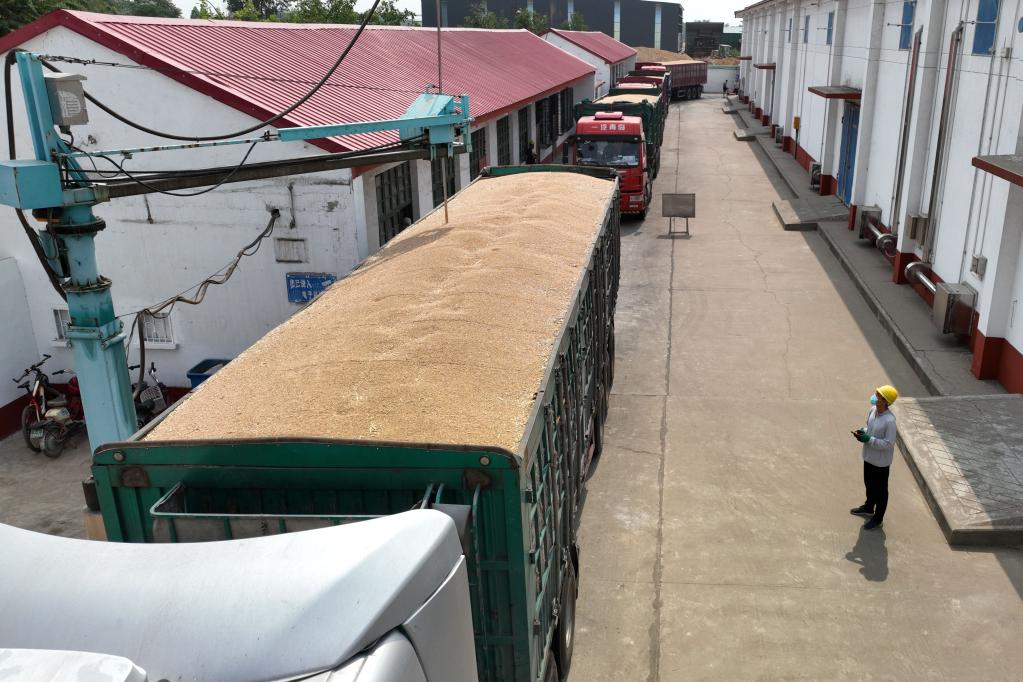 河北柏鄉：夏糧忙收獲 小麥喜歸倉